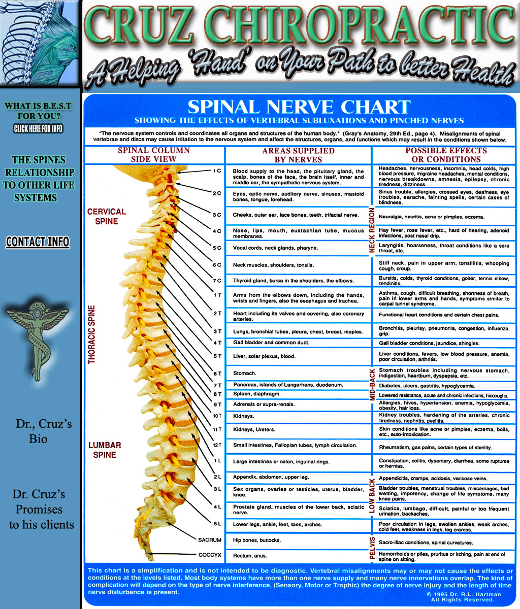 Spinal Relationship to other life forces